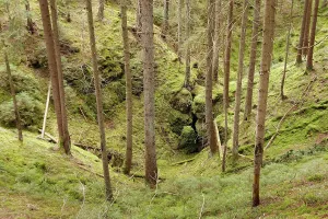 European Spruce Forest Prints: Doline, solution doline, collapse doline