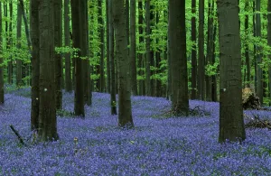 Wooded Landscape Prints: (Endymion nonscriptus) (Scilla non-scripta)