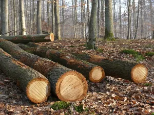 Tree Trunk Cross Section Prints: Fallen tree trunks in the forest