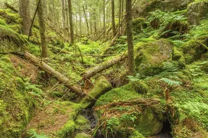 Deserted Woods Photography Prints: Falling trees in a ravine in an old forest
