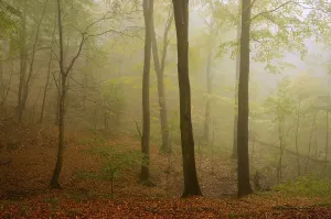 Saxony Anhalt Scenery Prints: Fog in a beech forest in the Harz