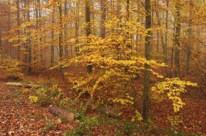 Forest Path Prints: Forest in autumn