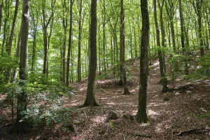 Uninhabited Copper Beech Woods Prints: Forest with copper beeches, Soderasen