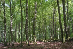 Scandinavian Forest Scenery Prints: Forest with copper beeches, Soderasen