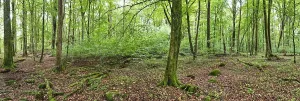 Swedish Countryside Views Prints: Forest with copper beeches, Soderasen