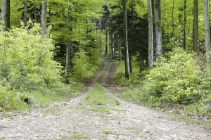 Open Air Countryside Scene Prints: Forest path