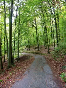 Nature Photography Forest Prints: Forest path