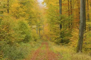 Uninhabited Beech Tree Forest Prints: Forest path in the beech forest