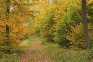 Bavarian Deciduous Forests Prints: Forest path in the beech forest