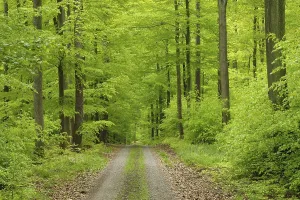 European Forest Trail Prints: Forest path in the beech forest