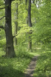 Forest Path Prints: Forest path, path, forest, spring