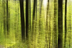 Deciduous Forests Prints: Forest study with multiple exposures
