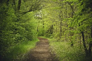 Rhineland Palatinate Nature Reserve Prints: Fu
