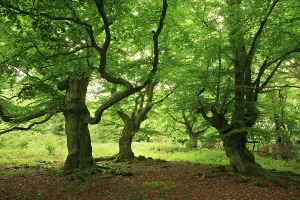 Gnarled Beech Trees in Spring Print, Kellerwald-Edersee National Park