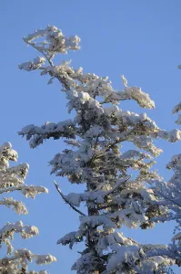 European Spruce Tree Prints: A large snow-covered tree against a clear blue sky in a wintry setting
