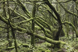 Cloud Forest Prints: Moss-covered trees in a cloud forest