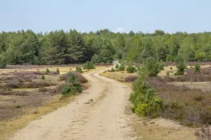 Eastern Europe Nature Prints: Path
