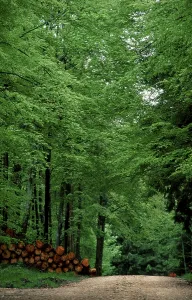 Uninhabited Forest Road Germany Prints: Path in beech forest in spring