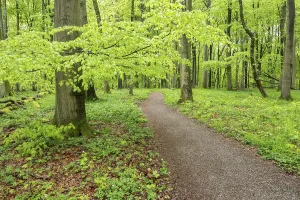 Thuringia Nature Reserve Prints: Path through copper beech forest