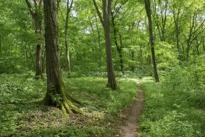 Deserted Forest Path Europe Prints: Path through deciduous forest in spring