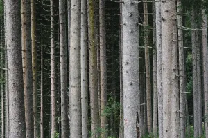 Abstract Nature Wallpaper Prints: Pattern of trunks of pine trees in the forest