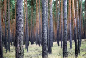 Deserted Wood Landscape Prints: Many pine trees in a wood with parallel pattern