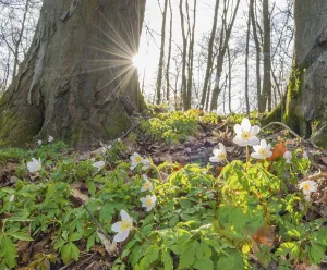 Forest Floor Scenery Prints: Rays of sunlight falling through the trees