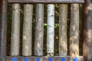 Central Europe Wooded Scenery Prints: Sections of different tree trunks for comparison