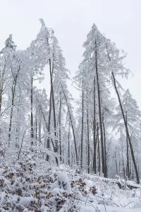 Deserted Winter Forest Prints: Very sparse forest due to tree dieback