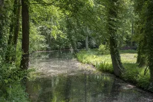 Uninhabited Woods Germany Prints: Spring