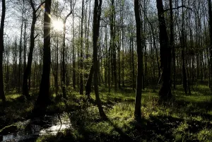 Peaceful Nature Photography Prints: Spring in an alder forest