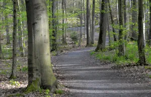 Uninhabited Forest Trail Prints: Spring, deciduous forest with forest path