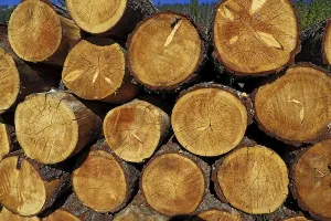Wooded Landscape Images Prints: Stack of logs in forest