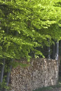 Stack Of Wood Prints: Stack of wood, beech trees