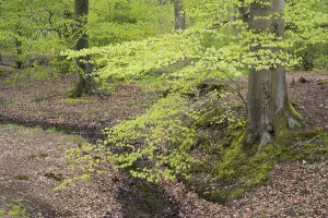 Central European Forest Landscape Prints: Stream and beech forest in spring