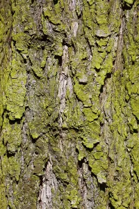Tree Bark Patterns Prints: Structured bark of a tree in the forest