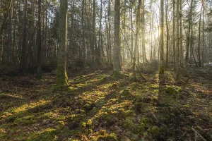 Sunbeams Through Trees Prints: Sunbeams through the trees in a mountain forest in winter