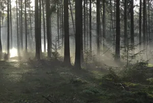 Forest Clearing Prints: Sunlight and shadows in a forest