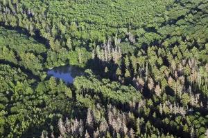 Spruce Tree Landscape Photo Prints: Thuringia