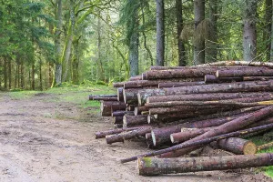 Piled Up Wood Logs Prints: Timber stack by the forest road