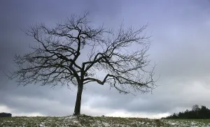 Snow Covered Forest Scene Prints: The tree