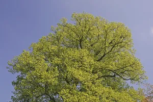 Deciduous Trees In Spring Prints: Tree in spring