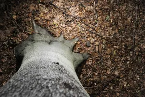 Forest Floor Landscape Photo Prints: Tree trunk, from above