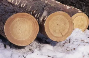 Snowy Tree Trunks Prints: Tree trunks