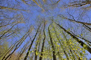 Deciduous Trees In Spring Prints: Tree trunks, deciduous forest in spring