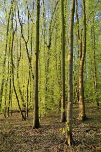 Uninhabited Forest Prints: Tree trunks, deciduous forest in spring