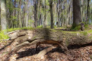 Deciduous Trees In Spring Prints: Trees of a beech forest during spring time