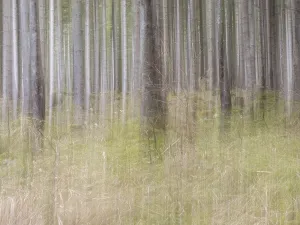 Styria Countryside Scenery Prints: Trees in the forest, pull-along effect