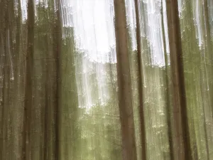 Styria Austria Scenery Prints: Trees in the forest, pull-along effect