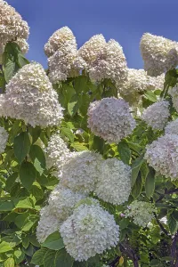 Decorative Plant Prints: Panicle hydrangea (Hydrangea paniculata)